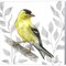 Backyard Birds III-Goldfinch I by Kelsey Wilson 12" x 12" Canvas Wall Art